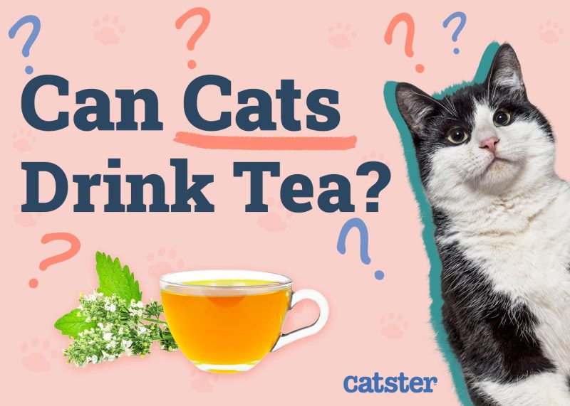 Can Cats Drink Tea
