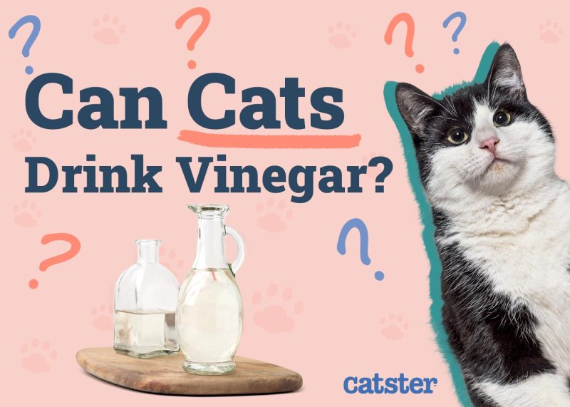 Can Cats Drink Vinegar