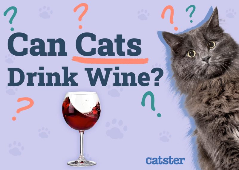 Can Cats Drink Wine
