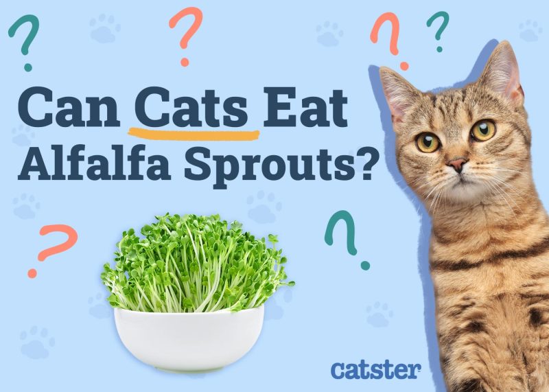Can Cats Eat Alfalfa Sprouts
