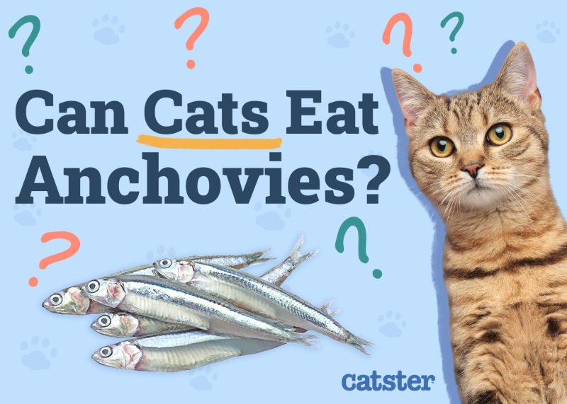 Can Cats Eat Anchovies