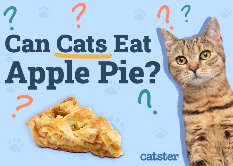 Can Cats Eat Apple Pie