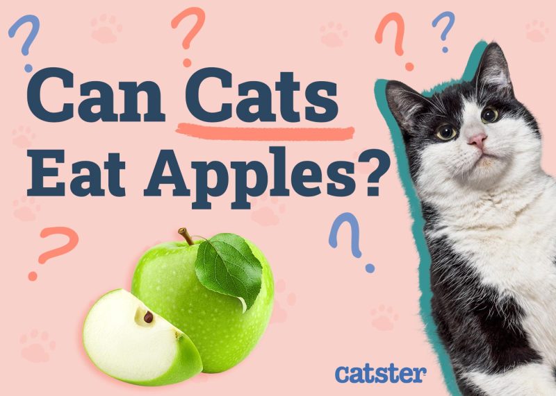 Can Cats Eat Apples Vet Reviewed Nutritional Facts FAQ Catster