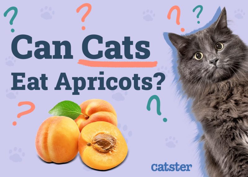 Can Cats Eat Apricots