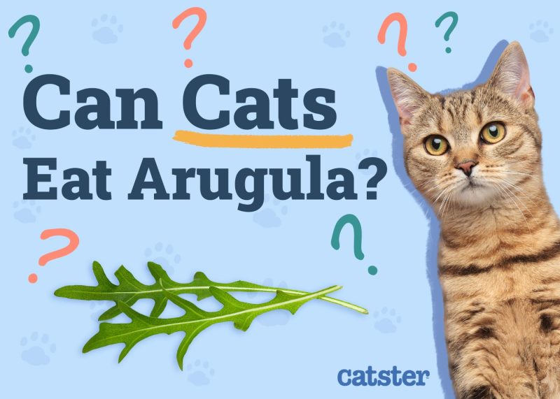 Can Cats Eat Arugula