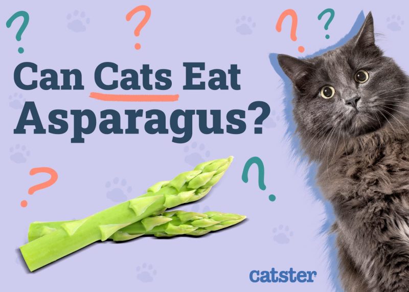 Can Cats Eat Asparagus