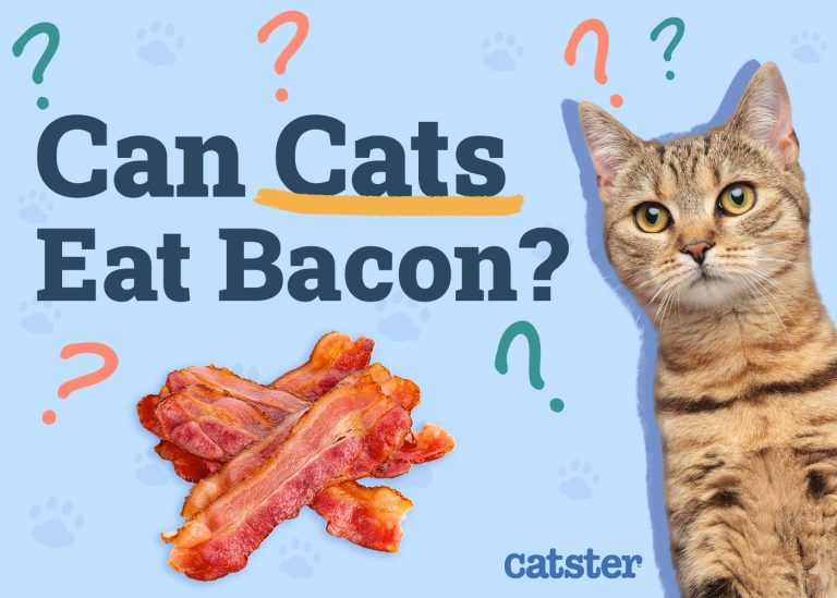 Can Cats Eat Bacon? VetReviewed Facts & FAQ Catster