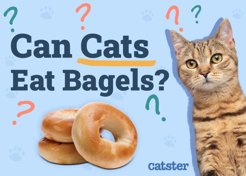 Can Cats Eat Bagels