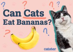 Can Cats Eat Bananas? Vet-Approved Facts & FAQ - Catster