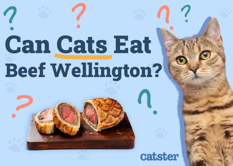 Can Cats Eat Beef Wellington