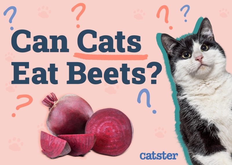 Can Cats Eat Beets