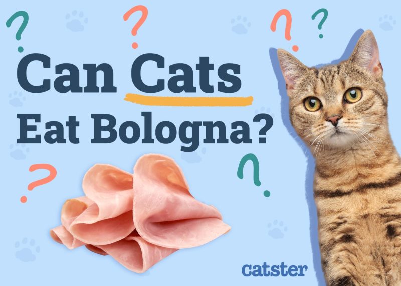 Can Cats Eat Bologna