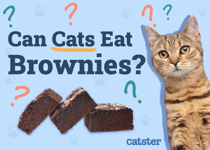 Can Cats Eat Brownies