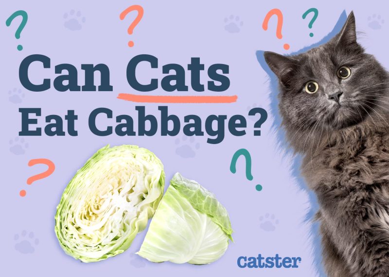 Are vegetables bad for cats sale