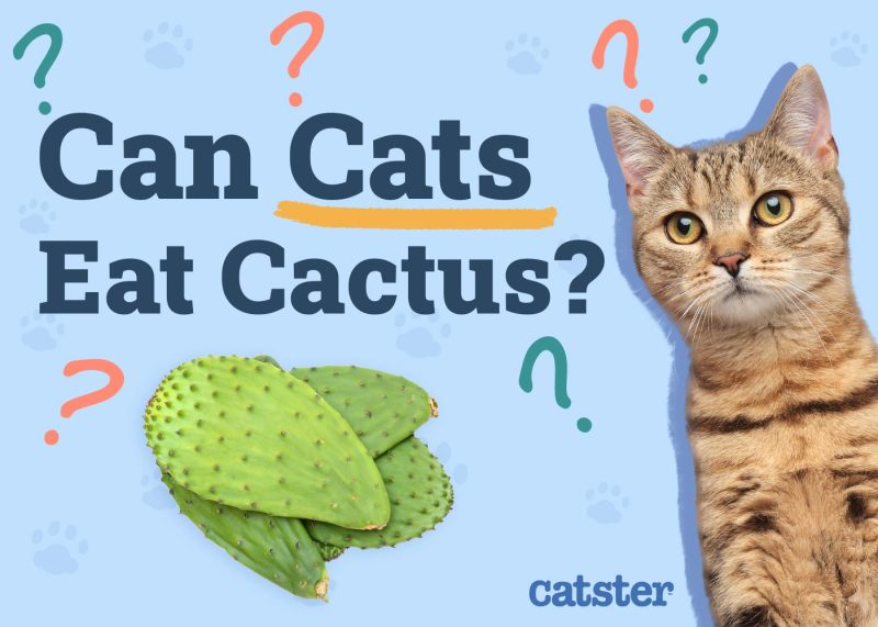 Can Cats Eat Cactus