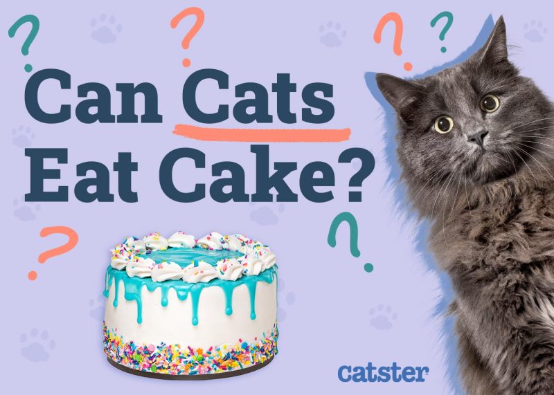 Can Cats Eat Cake