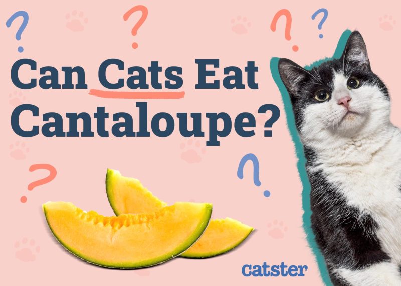 Can Cats Eat Cantaloupe