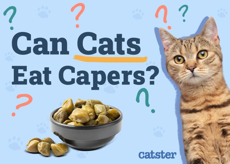 Can Cats Eat Capers