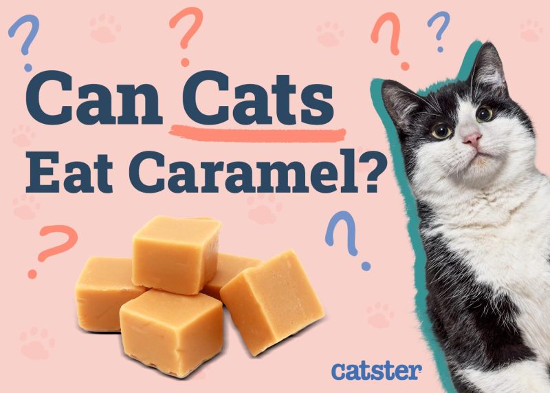 Can Cats Eat Caramel