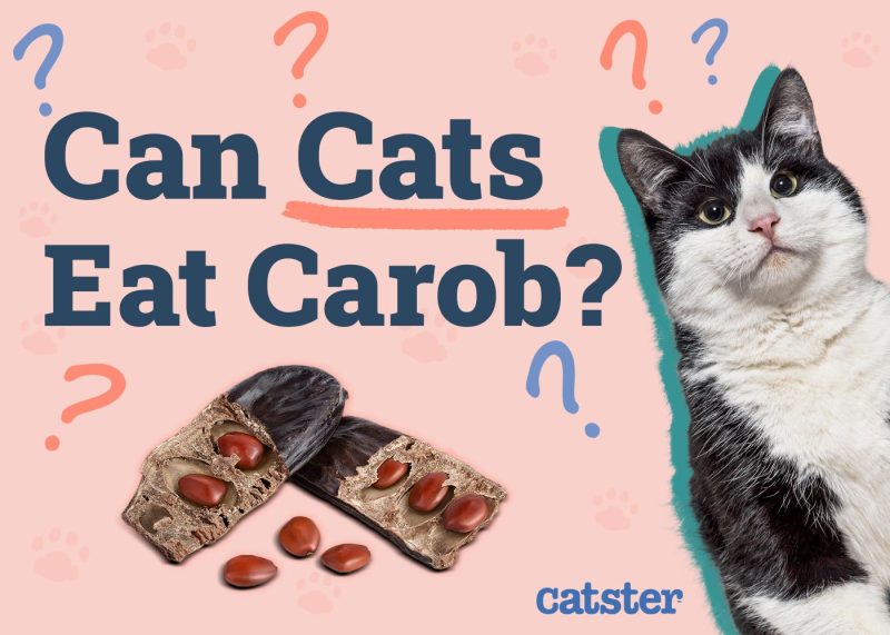 Can Cats Eat Carob Chocolate Substitute