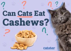 Can Cats Eat Cashews? Vet Approved Facts & FAQ - Catster