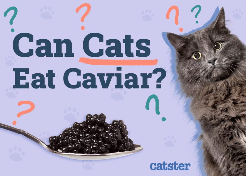 Can Cats Eat Caviar