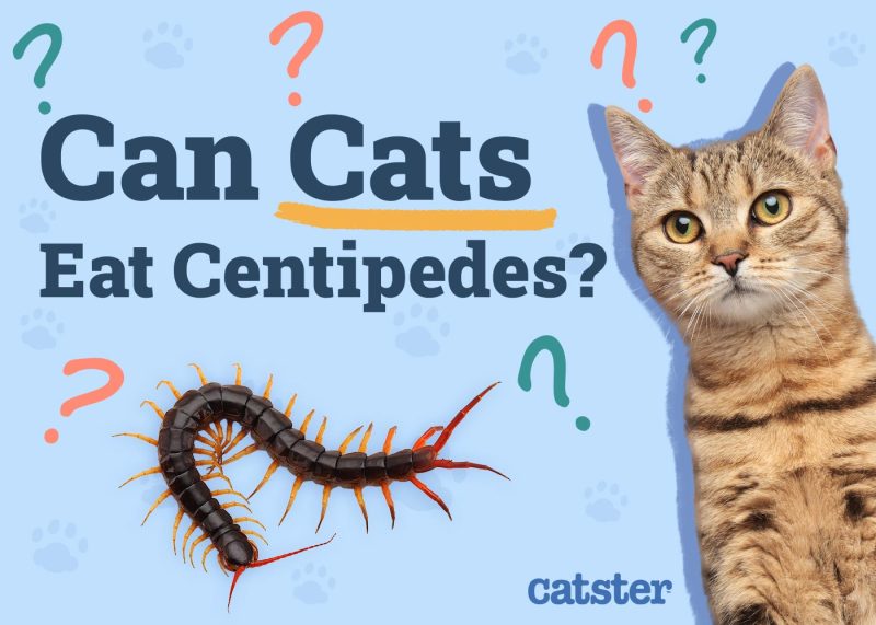 Can Cats Eat Centipedes