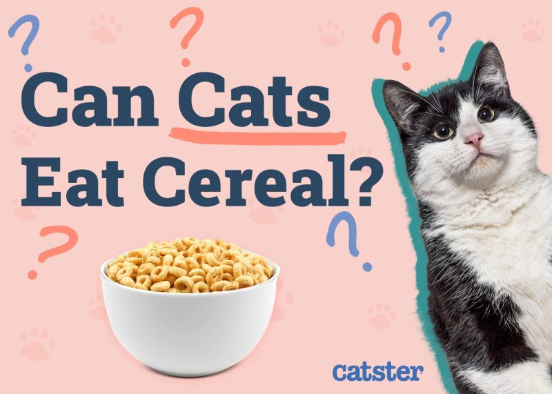 Can Cats Eat Cereal