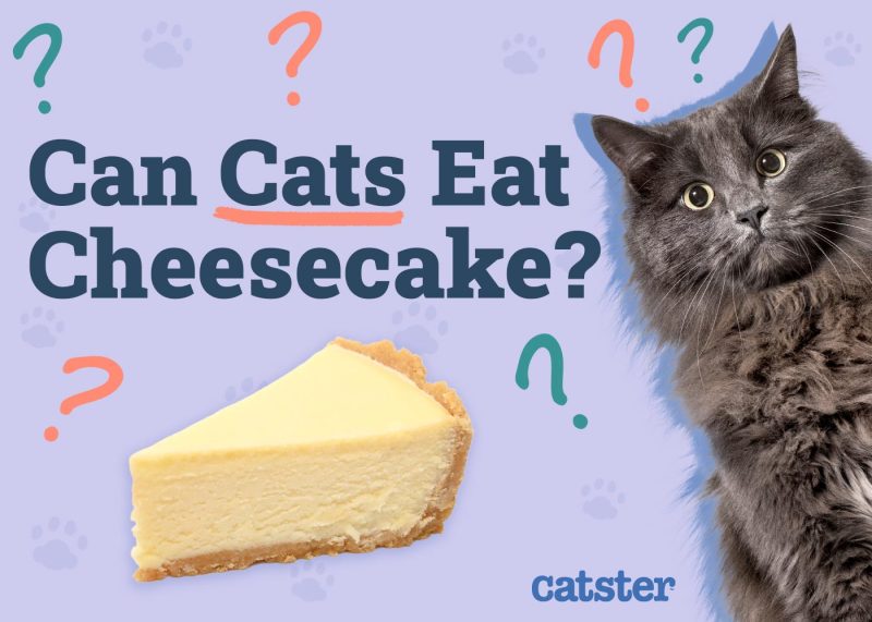 Can Cats Eat Cheesecake