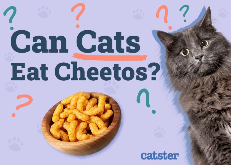 Can Cats Eat Cheetos