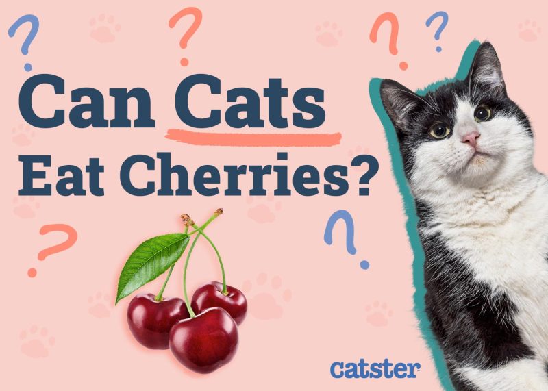 Can Cats Eat Cherries