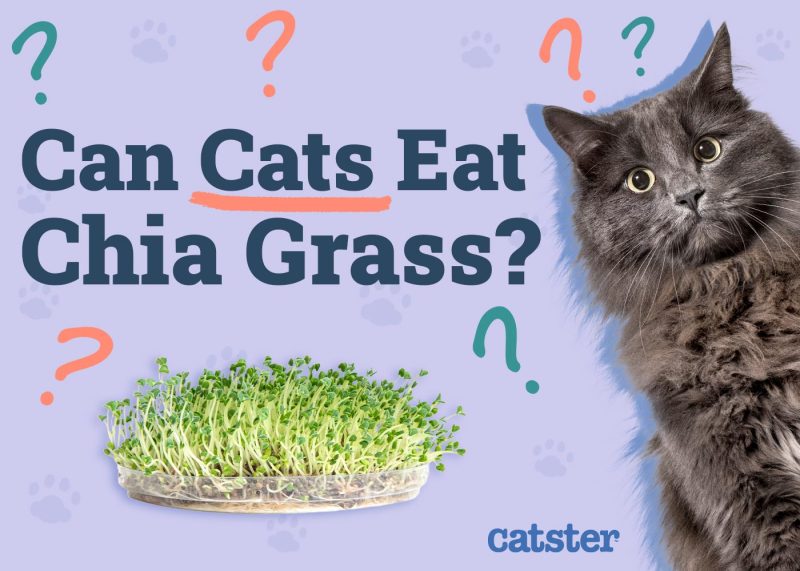 Can Cats Eat Chia Grass