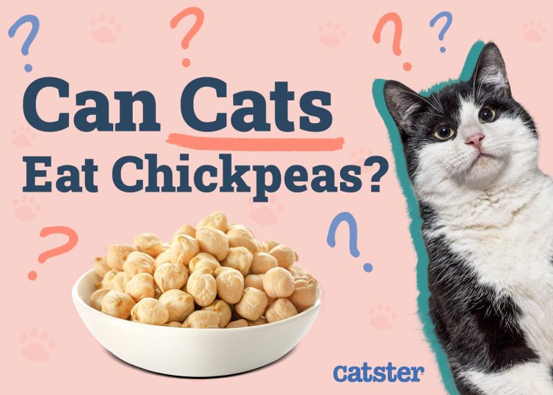 Can Cats Eat Chickpeas
