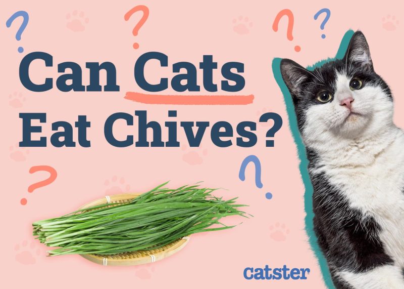 Can Cats Eat Chives