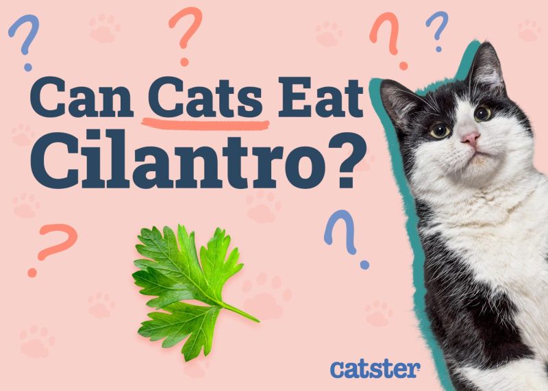 Can Cats Eat Cilantro