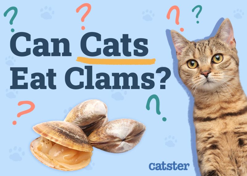 Can Cats Eat Clams