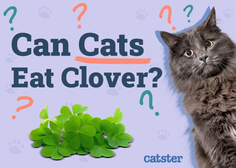 Can Cats Eat Clover