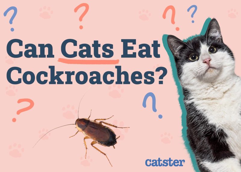 Can Cats Eat Cockroaches