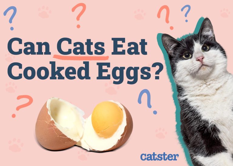 Can Cats Eat Cooked Eggs? What You Need to Know! Catster