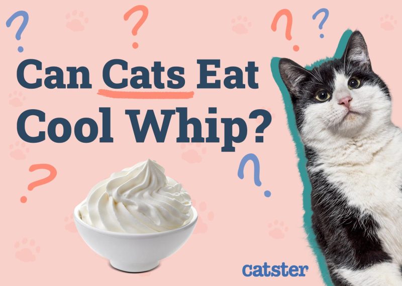 Can Cats Eat Cool Whip