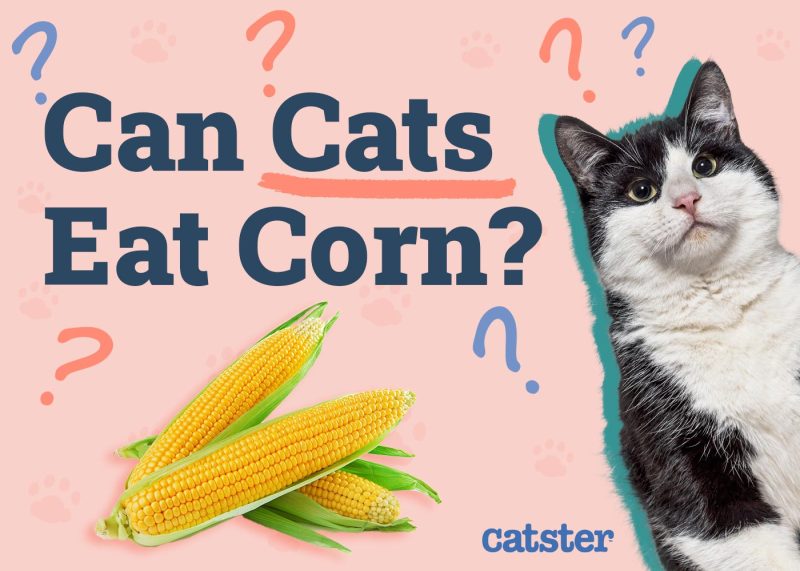 Can Cats Eat Corn Vet Approved Nutritional Facts FAQ Catster