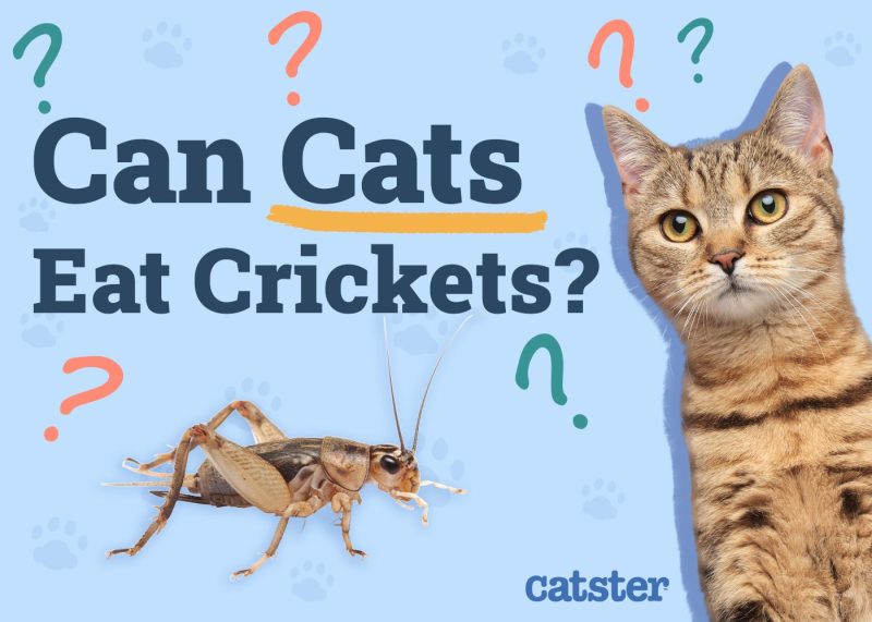Can Cats Eat Crickets