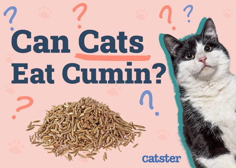 Can Cats Eat Cumin