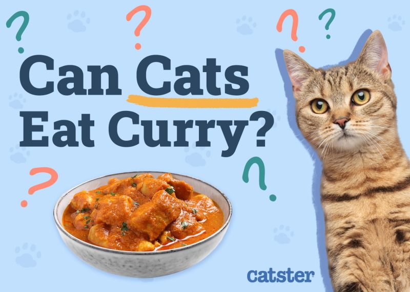 Can Cats Eat Curry