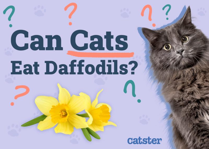 Can Cats Eat Daffodils