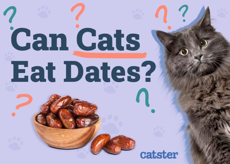 Can Cats Eat Dates