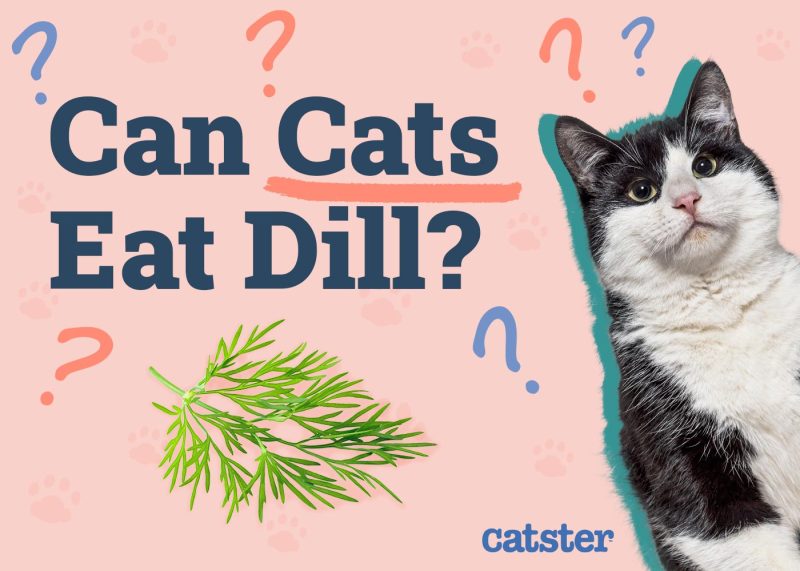 Can Cats Eat Dill