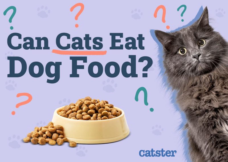 Can Cats Eat Dog Food