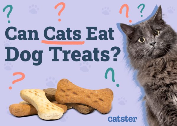 Can Cats Eat Dog Treats Vet Approved Nutrition Facts FAQ Catster can-cats-eat-dog-treats-vet-approved-nutrition-facts-faq-catster