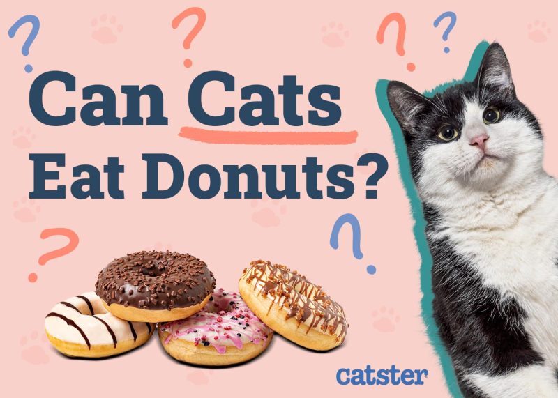 Can Cats Eat Donuts